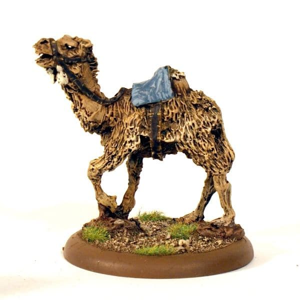 Dromedary Camel (walking)